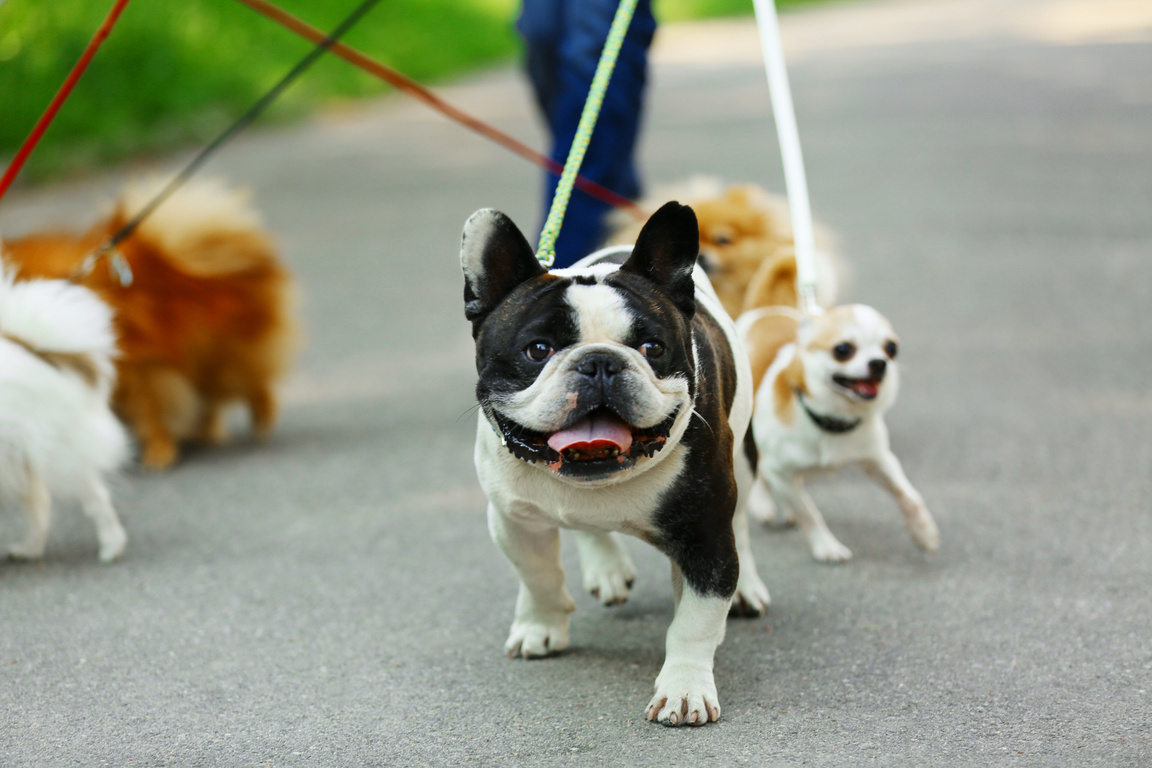 Woman Walking Dogs in Park