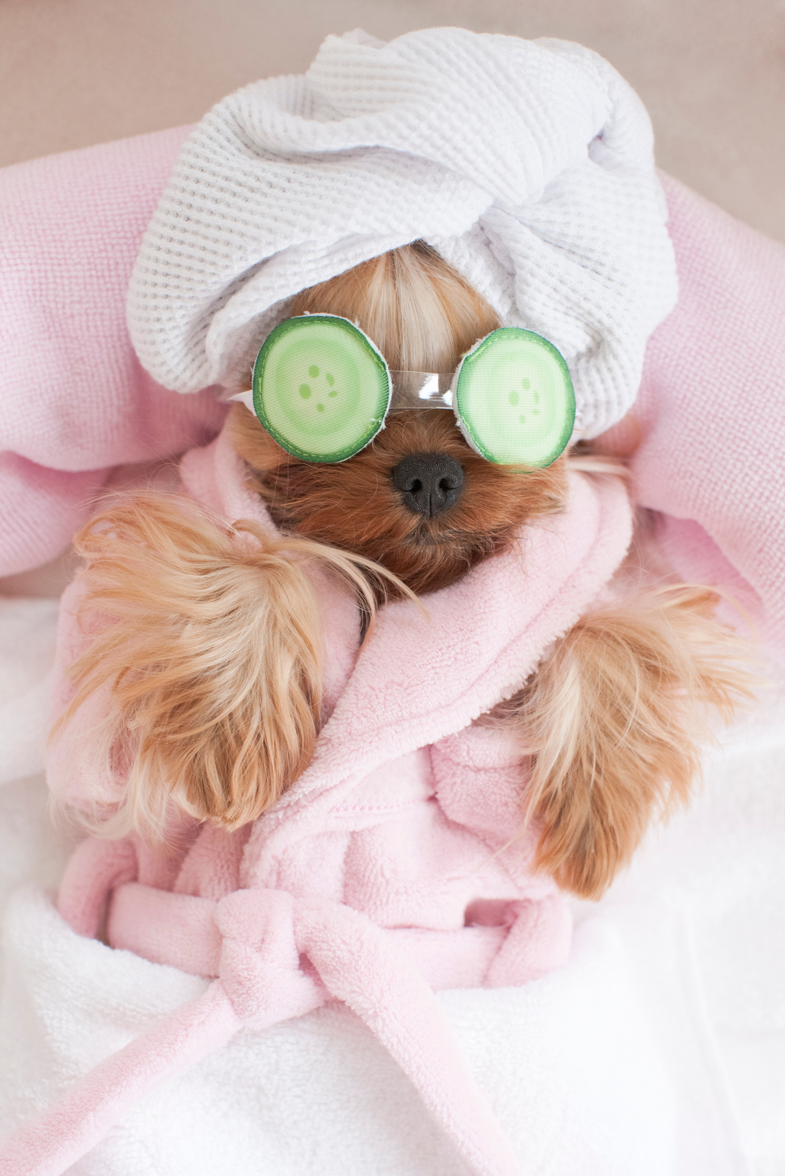 Yorkshire Terrier wearing Sleeping Mask at the Pet Grooming Salon